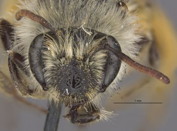 Media type: image;   Entomology 15073 Aspect: head frontal view